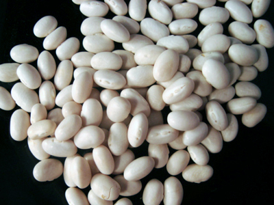 White Half-Runner Snap Bean (Bush) 28g White Half-Runner Snap Bean (Bush) 28g