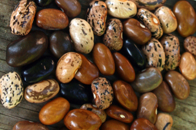 Cherokee Cornfield BEAN, SNAP (POLE) 14 g Cherokee Cornfield BEAN, SNAP (POLE) 14 g