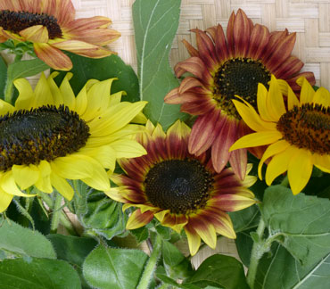 Color Fashion Mix Sunflower 2 g Color Fashion Mix Sunflower 2 g