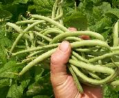 Contender (Buff Valentine) Snap Bean (Bush) 28g