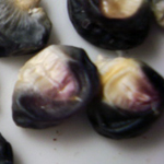 Black Mexican (Mexican Sweet, Black Iroquois) Sweet Corn 28g