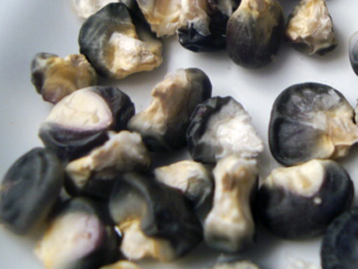 Black Mexican (Mexican Sweet, Black Iroquois) Sweet Corn 28g Black Mexican (Mexican Sweet, Black Iroquois) Sweet Corn 28g
