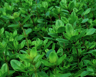 Thyme, Creeping - Herb 0.2g Thyme, Creeping - Herb 0.2g