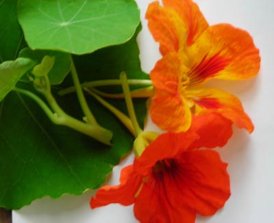 Nasturtium, Jewel Mixed Colors FLOWER 28 g Nasturtium, Jewel Mixed Colors FLOWER 28 g