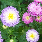 Aster, Powder Puff Mixed Colors FLOWER 0.1 g
