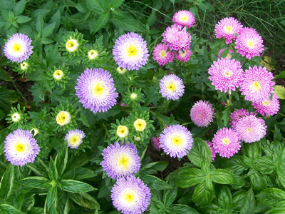 Aster, Powder Puff Mixed Colors FLOWER 0.1 g Aster, Powder Puff Mixed Colors FLOWER 0.1 g