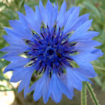Bachelor's Button, Blue Boy FLOWER 0.5 g