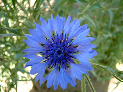 Bachelor's Button, Blue Boy FLOWER 0.5 g Bachelor's Button, Blue Boy FLOWER 0.5 g
