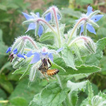 Borage - Herb 1g Borage - Herb 1g