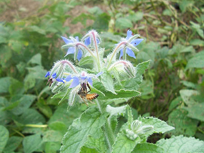Borage - Herb 1g Borage - Herb 1g