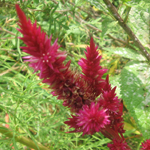 Celosia, Cockscomb Mix FLOWER 0.2 g