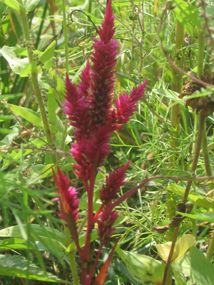 Celosia, Cockscomb Mix FLOWER 0.2 g Celosia, Cockscomb Mix FLOWER 0.2 g