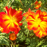 Cosmos, Memories of Mona FLOWER 1 g