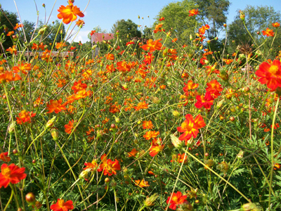 Cosmos, Memories of Mona FLOWER 1 g