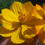 Cosmos, Mona's Orange FLOWER 1 g