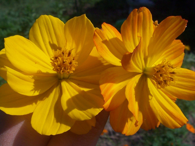 Cosmos, Mona's Orange FLOWER 1 g Cosmos, Mona's Orange FLOWER 1 g