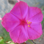 Four O'Clocks, Marvel of Peru FLOWER 2 g