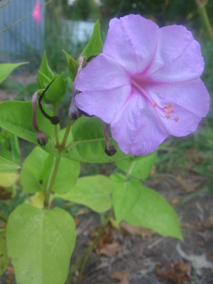 Four O'Clocks, Marvel of Peru FLOWER 2 g Four O'Clocks, Marvel of Peru FLOWER 2 g