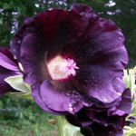 Black Hollyhock FLOWER