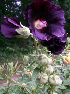 Black Hollyhock