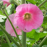 Outhouse Hollyhock FLOWER
