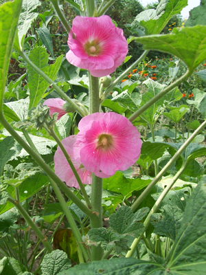 Outhouse Hollyhock FLOWER