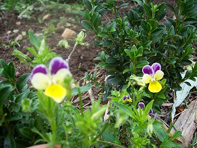 Johnny-Jump-Up, Helen Mt FLOWER 0.08 g Johnny-Jump-Up, Helen Mt FLOWER 0.08 g