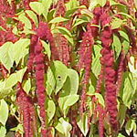 Amaranth, Love-Lies-Bleeding FLOWER 0.15 g