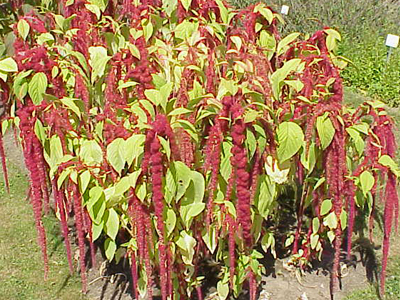 Amaranth, Love-Lies-Bleeding FLOWER 0.15 g Amaranth, Love-Lies-Bleeding FLOWER 0.15 g