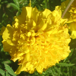 French Marigold, Lemon Drop FLOWER 0.5 g