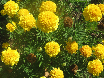 French Marigold, Lemon Drop FLOWER 0.5 g