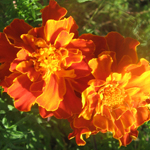 French Marigold, Spanish Brocade FLOWER 0.5 g