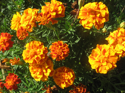 French Marigold, Spanish Brocade FLOWER 0.5 g