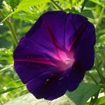 Morning Glory, Grandpa Ott's FLOWER 1 g