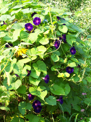 Morning Glory, Grandpa Ott's FLOWER 1 g Morning Glory, Grandpa Ott's FLOWER 1 g