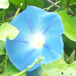 Morning Glory, Heavenly Blue FLOWER 1 g