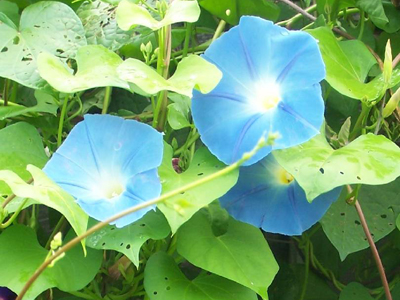 Morning Glory, Heavenly Blue FLOWER 1 g Morning Glory, Heavenly Blue FLOWER 1 g