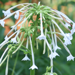 Nicotiana, Old Fashioned Mix FLOWER 0.05 g Nicotiana, Old Fashioned Mix FLOWER 0.05 g