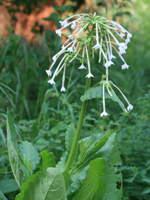 Nicotiana, Old Fashioned Mix FLOWER 0.05 g Nicotiana, Old Fashioned Mix FLOWER 0.05 g