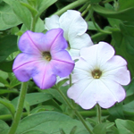 Petunia, Old Fashioned Vining Petunia FLOWER 0.05 g