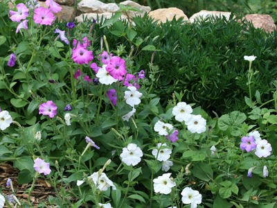 Petunia, Old Fashioned Vining Petunia FLOWER 0.05 g