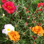 Portulaca, Old Fashioned Moss Rose FLOWER 0.05 g