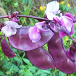 Purple Hyacinth Bean (ornamental) BEAN, HYACINTH (ORNAMENTAL) 8