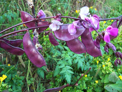 Purple Hyacinth Bean (ornamental) 8 g Purple Hyacinth Bean (ornamental) 8 g