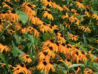 Rudbeckia, Goldsturm FLOWER 0.2 g Rudbeckia, Goldsturm FLOWER 0.2 g