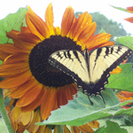 Autumn Beauty SUNFLOWER, ORNAMENTAL 28 g