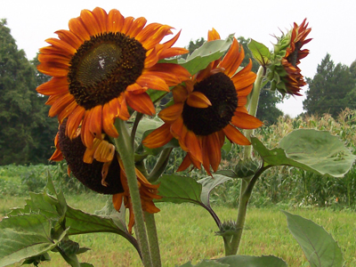 Autumn Beauty SUNFLOWER, ORNAMENTAL 28 g Autumn Beauty SUNFLOWER, ORNAMENTAL 28 g