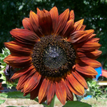 Color Fashion Mix SUNFLOWER, ORNAMENTAL 2 g