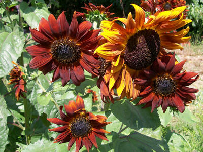 Color Fashion Mix SUNFLOWER, ORNAMENTAL 2 g