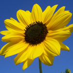 Cucumber-Leaf SUNFLOWER 1 g
